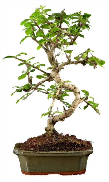 0981 ш15 в34 ц6000руб