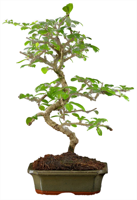 0983 ш15 в37 ц6000руб.