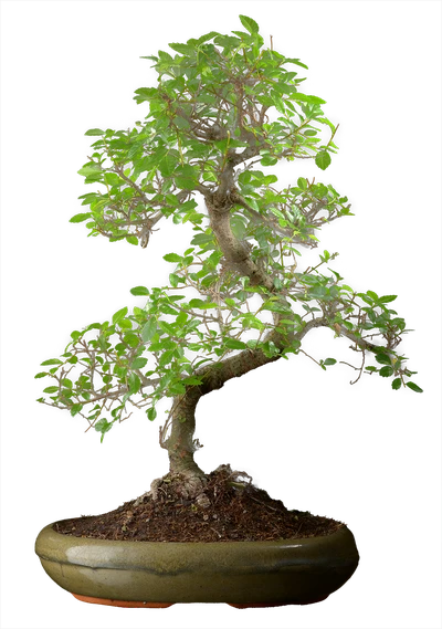 0995 ш29 в51 ц18200руб.