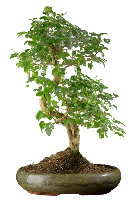 0997 ш29 в50 ц17600руб