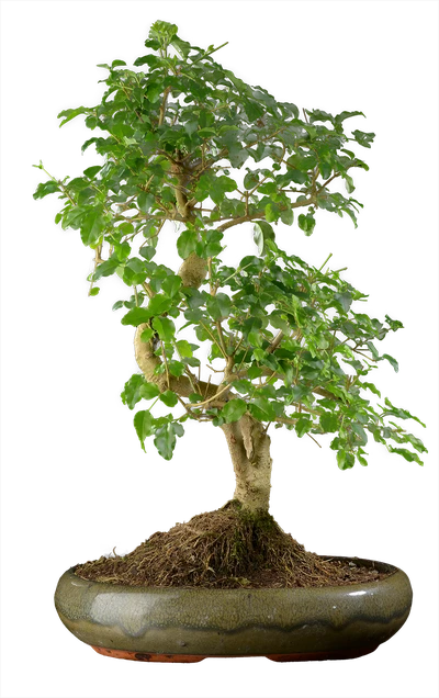 0997 ш29 в50 ц17600руб