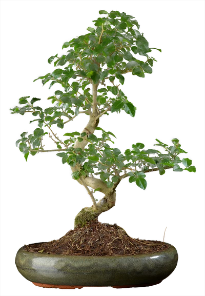 0998 ш29 в50 ц17600руб.