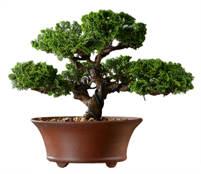 1029 ш12 в17 ц 60000руб.