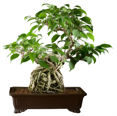 1055 ш29 в43 ц150000руб.