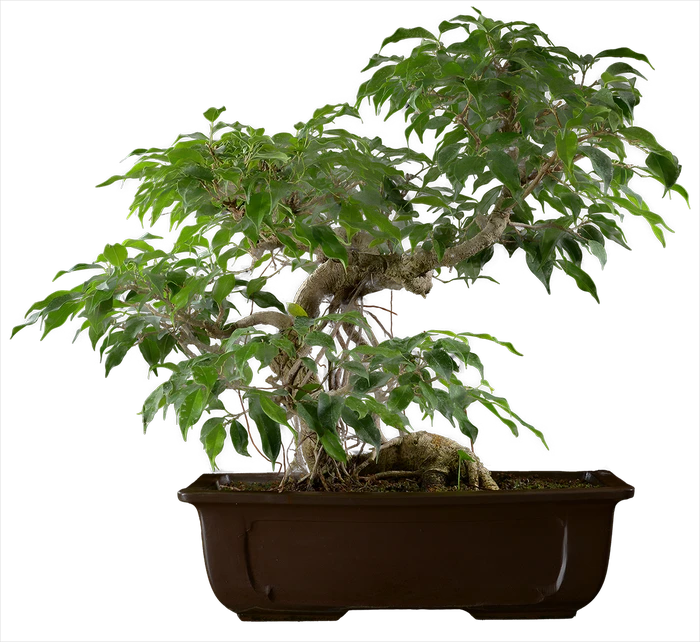 1101 ш40 в56 ц100000руб.