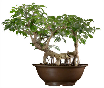 1109 ш37 в59 ц100000руб.