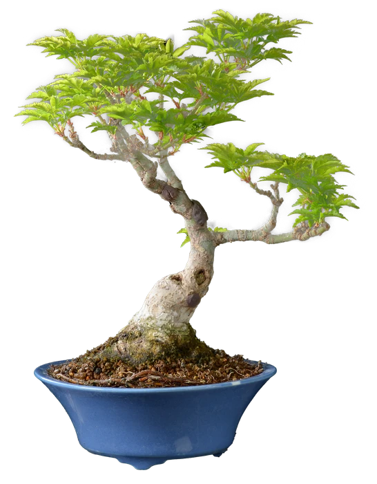 1184 в27 ш15 ц150000.