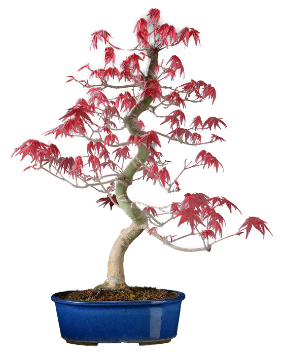 1186 в50 ш18 ц65000.