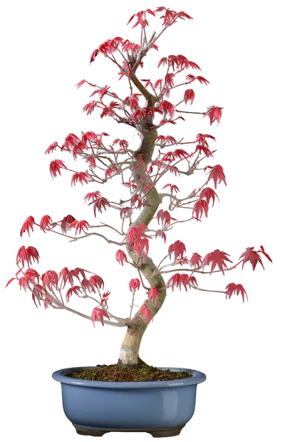 1187 в55 ш18 ц65000