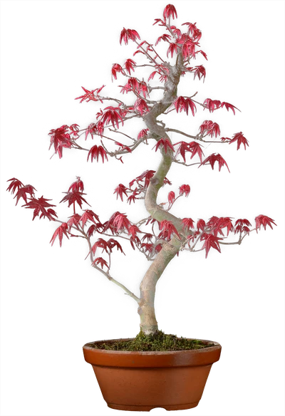 1192 в55 ш18 ц65000