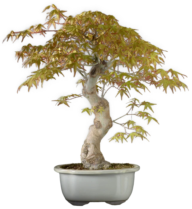 1196 в46 ш20 ц120000