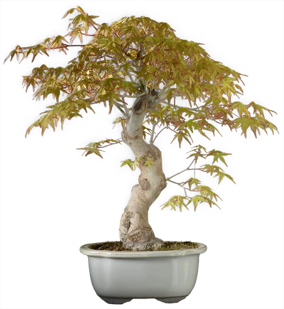 1196 в46 ш20 ц120000