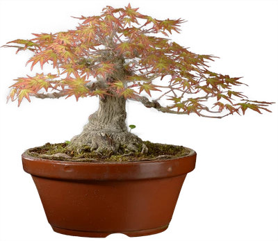 Возраст: более 40 лет, в России 15 лет.