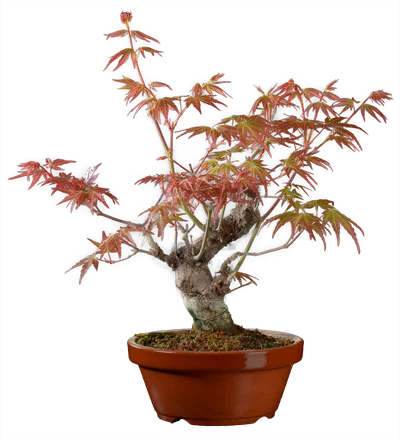 1211 в30 ш12 ц30000