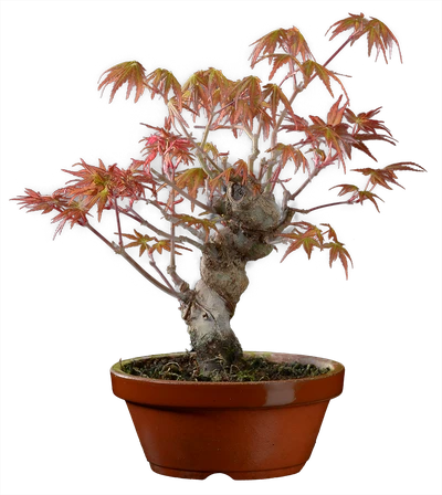 1212 в25 ш12 ц30000