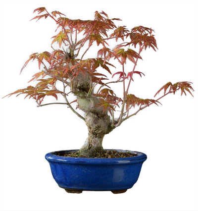 1215 в26 ш13 ц30000