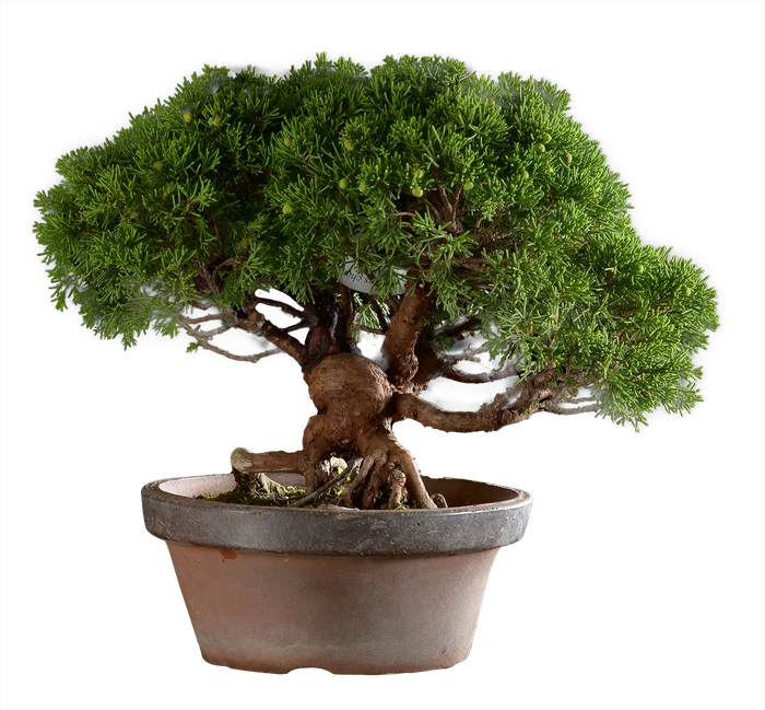 1266 в30 ш19 ц75000