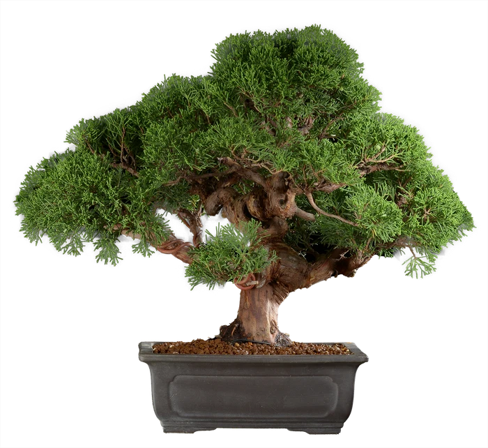 1279 в39 ш22 ц400000