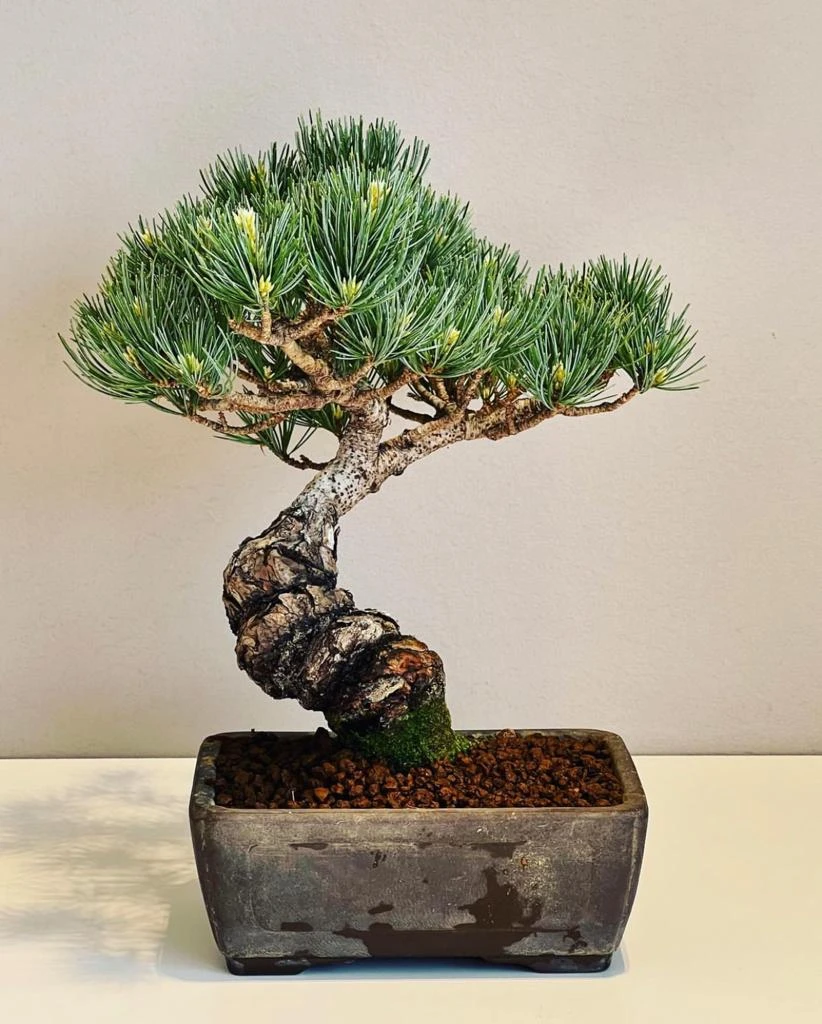 bonsai theory7.jpg