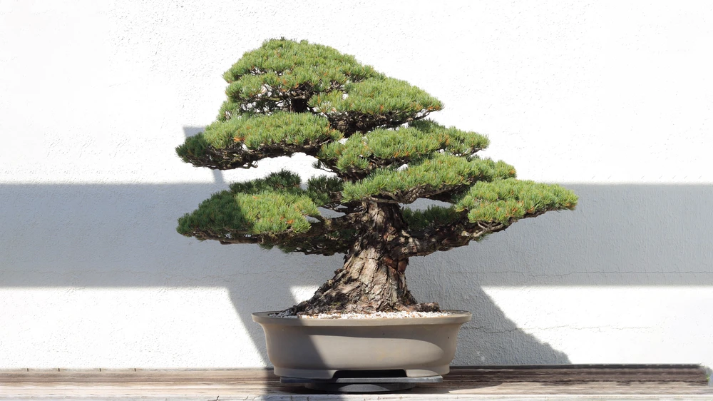 white pinus