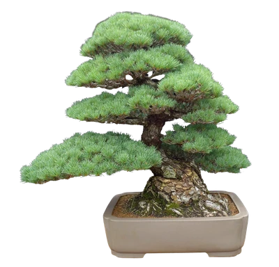 _DSC308211111111-removebg00000000