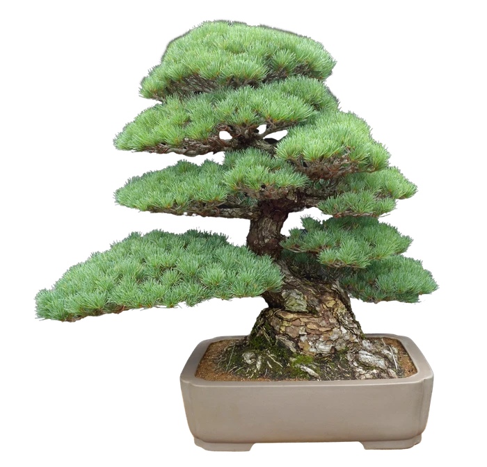 _DSC308211111111-removebg00000000