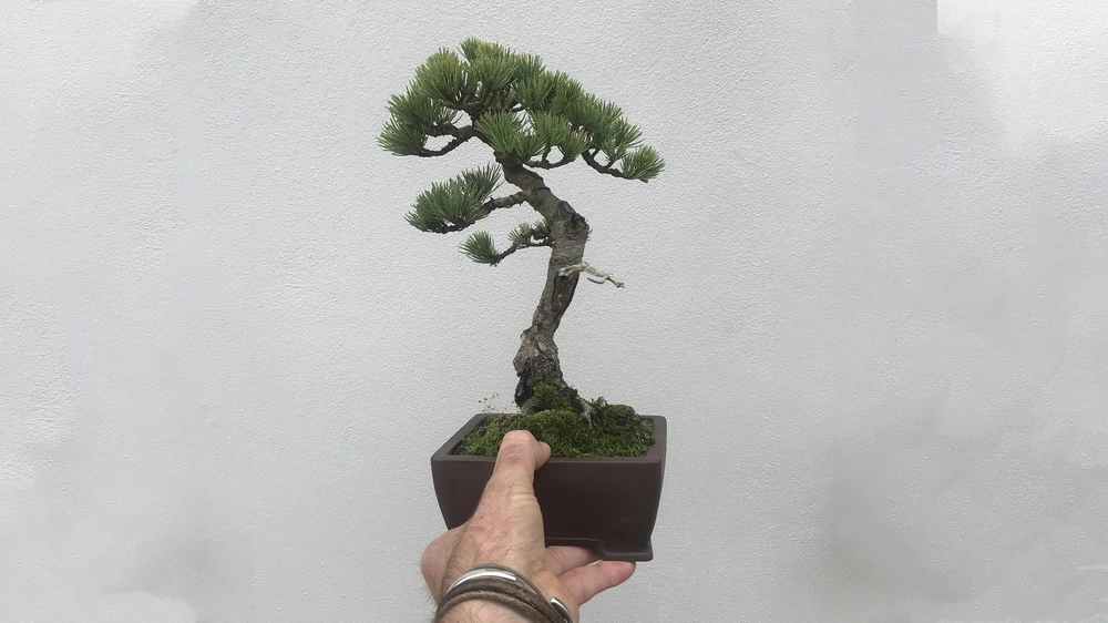 bonsai theory8.jpg