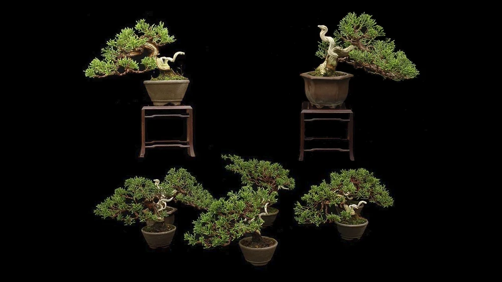 compstone1.width-1000.format-webp.webpquality-90_PiiYLno