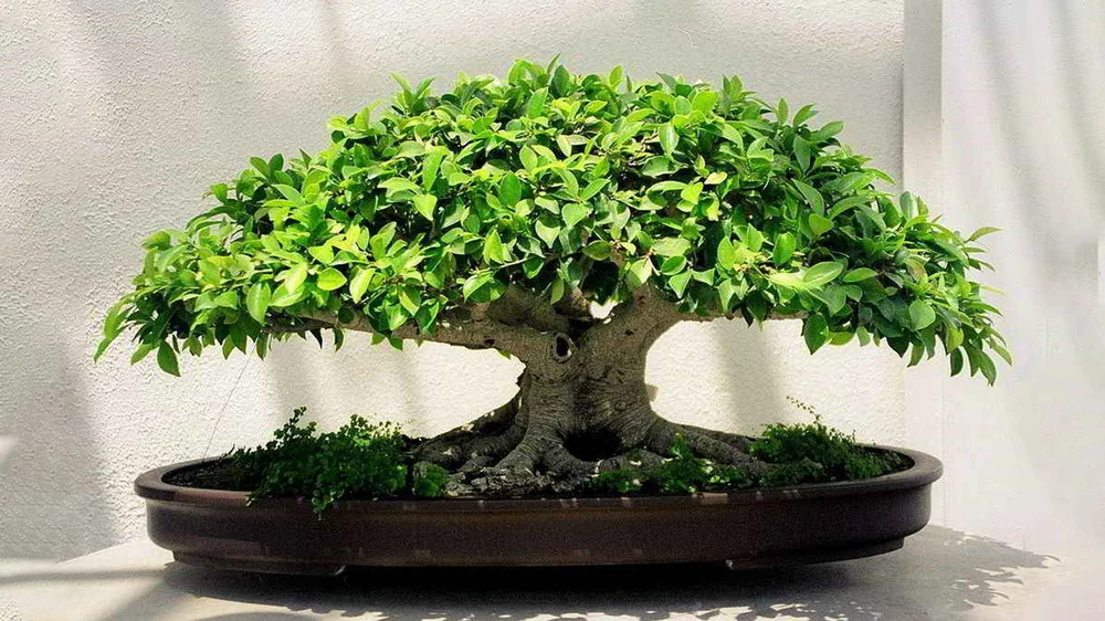 ficus.jpg