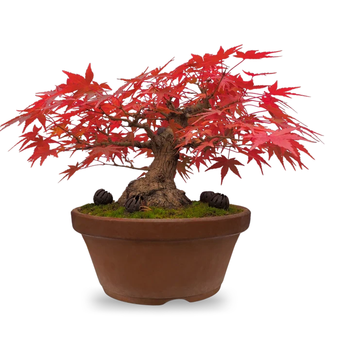 klen22.max-700x700.format-webp.webpquality-90