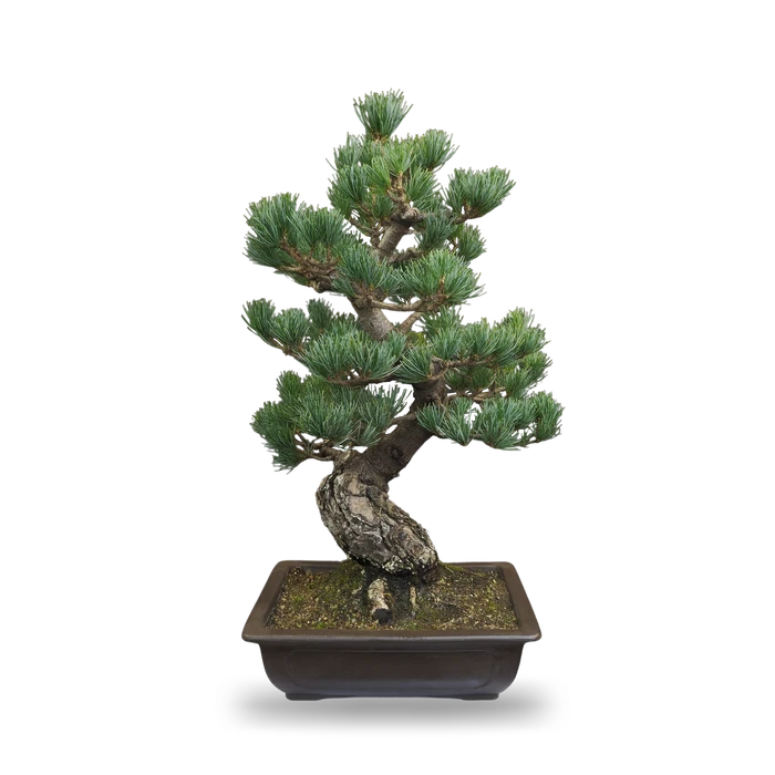 photoforbonsai4.original