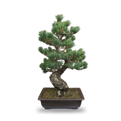 photoforbonsai4.original